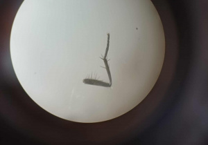 Odnóże muchy w powiększeniu 20 razy.