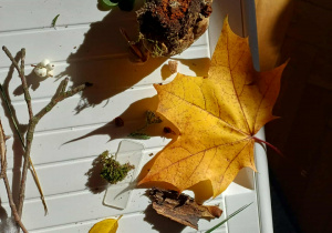 Skarby jesieni przyniesione przez dzieci z ogrodu.