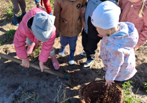 Dziewczynka motyką kopie ziemniaki.