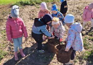 Dzieci zbierają do koszy wykopane ziemniaki.
