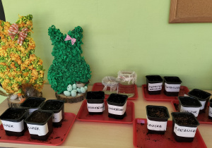 doniczki z posianymi warzywami