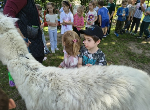 Alpaki z Jagódkowej paki.
