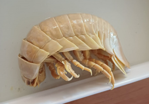 Eksponat równonoga - mięczaka żyjącego w głębinach oceanicznych.